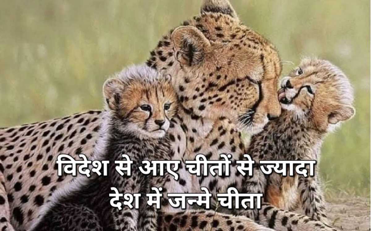 विदेश से आए चीतों से ज्यादा देश में जन्मे चीता, बना अनोखा विश्व रिकॉर्ड