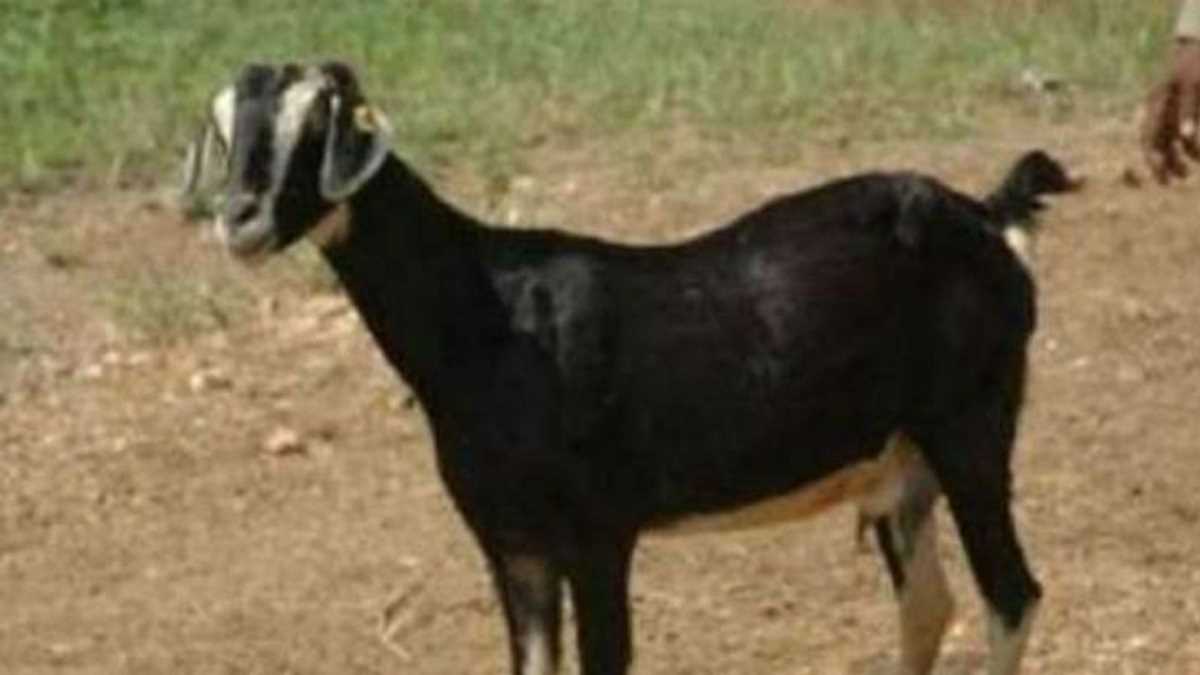 महिला को डरा-धमका कर बकरी चोरी