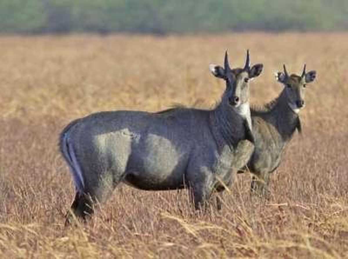 एयरफोर्स के लिए मुसीबत बनी नील गाय, अब ऐसे होगा समस्या का हल