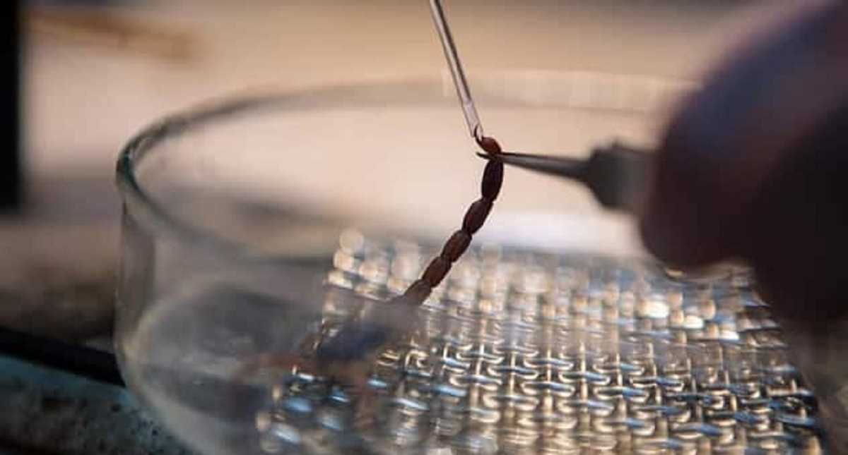 कब्ज के मारे बिच्छुओं की सेक्स लाइफ ने दिलाया इग्नोबेल कब्ज के मारे बिच्छुओं की सेक्स लाइफ ने दिलाया इग्नोबेल