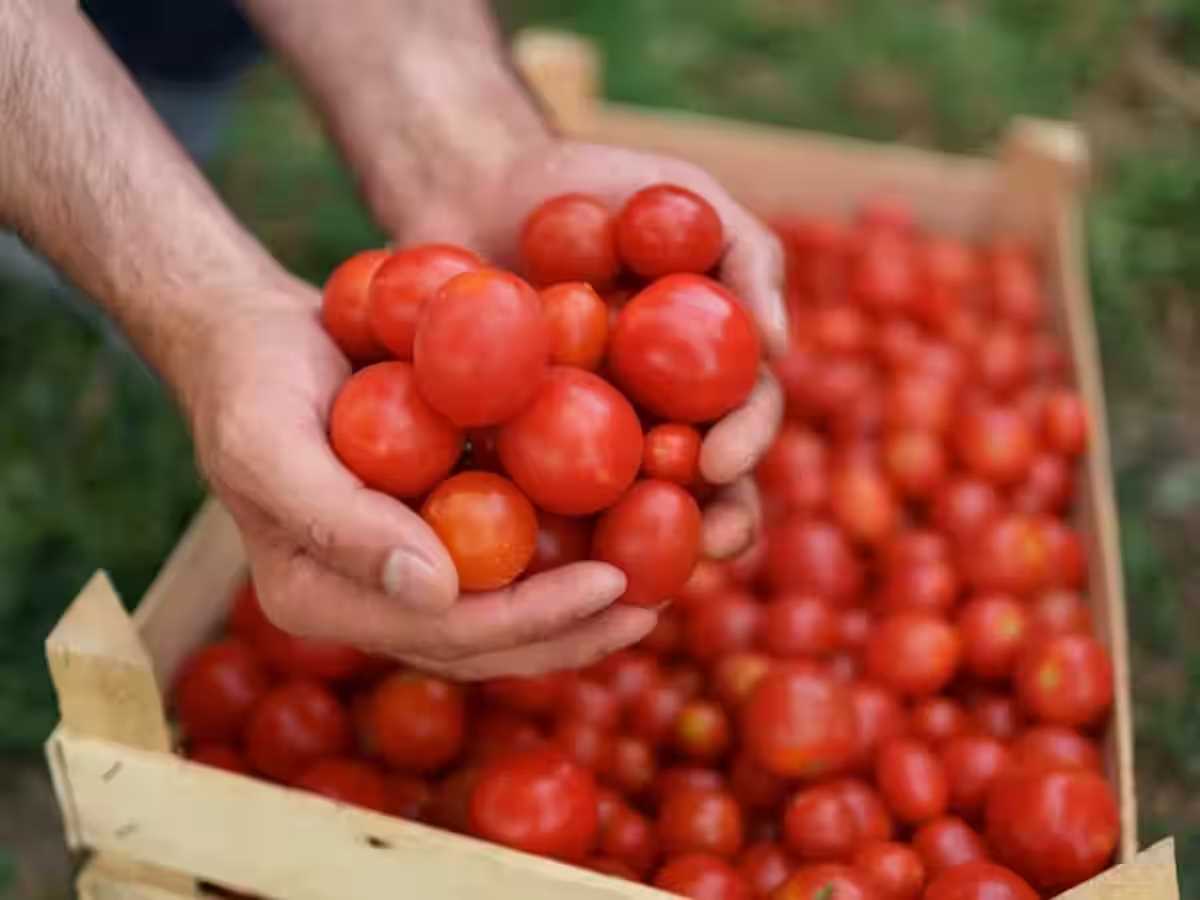 टमाटर के तेजी से मंदी की ओर बढ़ने पर सरकार कदम उठा सकती है