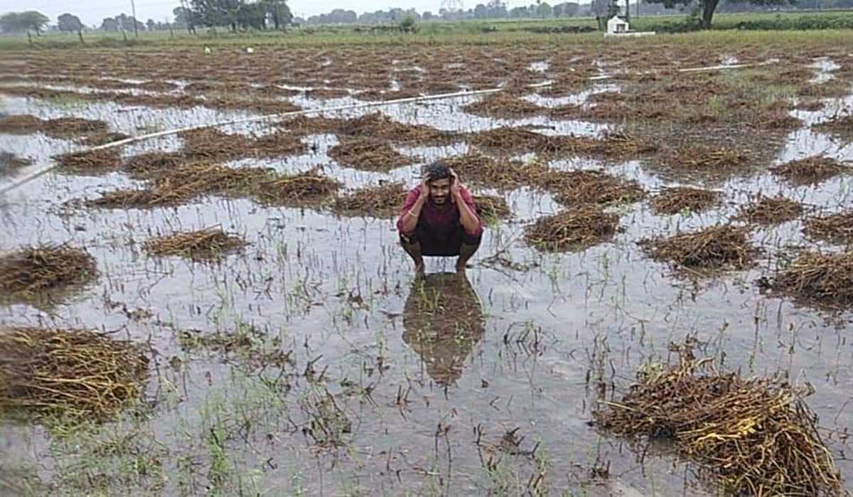 कोटा में लगातार बारिश के दौर से फसलों को नुकसान