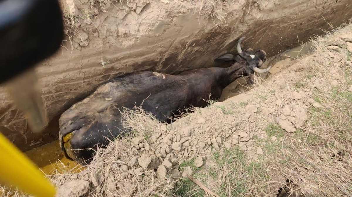 गड्ढे में गिरी गाय को ग्रामीणों ने जेसीबी की मदद से बाहर निकाला