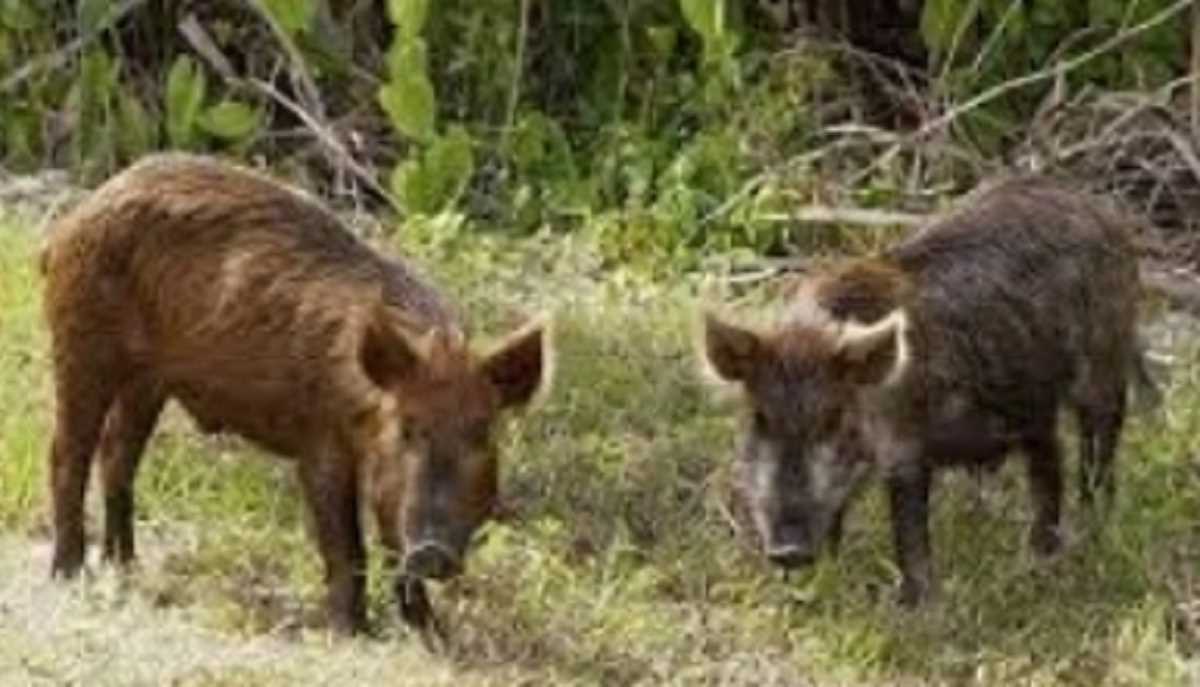 तमिलनाडु : जंगली सुअर कर रहे किसानों की फसलें नष्ट, वन विभाग से मांगी मदद तमिलनाडु : जंगली सुअर कर रहे किसानों की फसलें नष्ट, वन विभाग से मांगी मदद