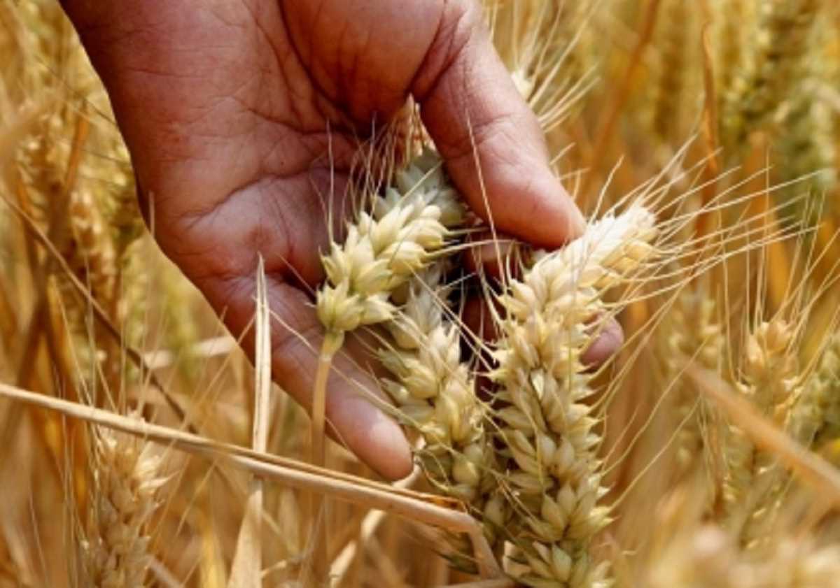 PAK Crisis: पाकिस्तान में गेंहू का स्टाक समाप्त, आटे की बिक्री के दौरान मची भगदड़ PAK Crisis: पाकिस्तान में गेंहू का स्टाक समाप्त, आटे की बिक्री के दौरान मची भगदड़