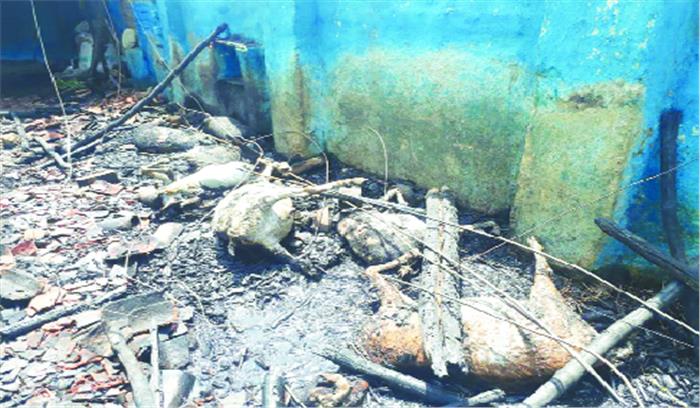 पैरावट में आग से 10 बकरियों की मौत