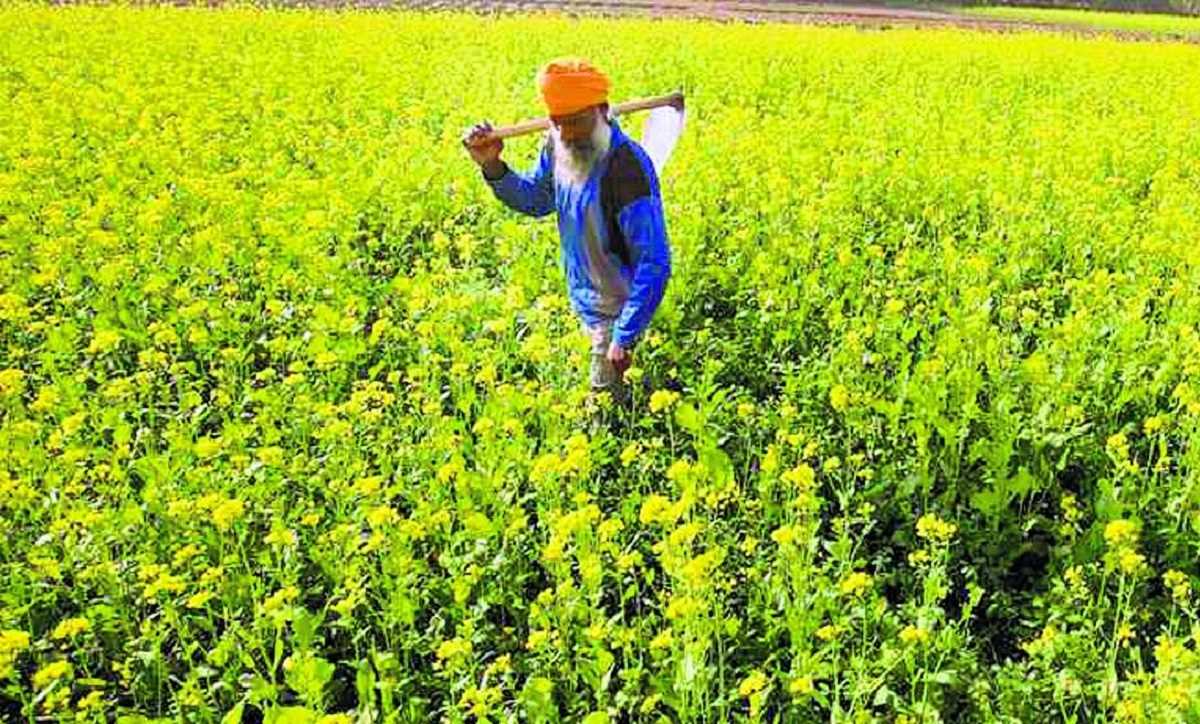 भारत देश की पहली देसी जीएम फसल के लिए तैयार