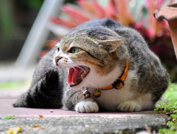 यूपी में बिल्ली की लड़ाई के कारण झड़प, 8 घायल