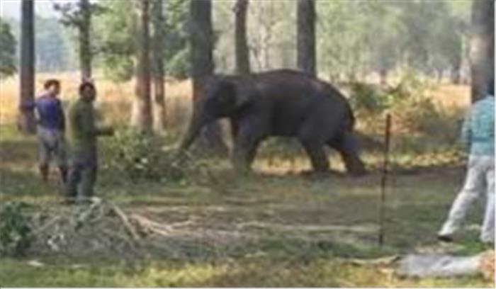 15 हाथी, 9 किसानों की 8 एकड़ में लगी फसल रौंदी