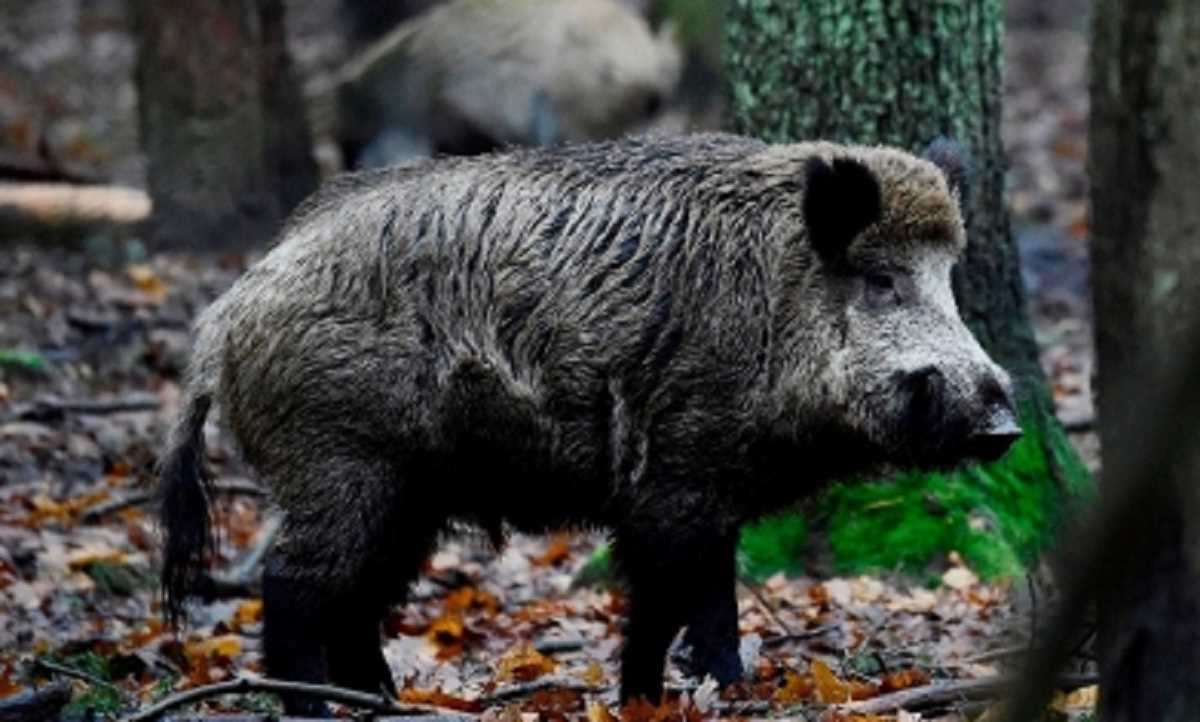 तमिलनाडु में बड़ी संख्या में जंगली सुअरों की मौत, स्वाइन फ्लू की आशंका