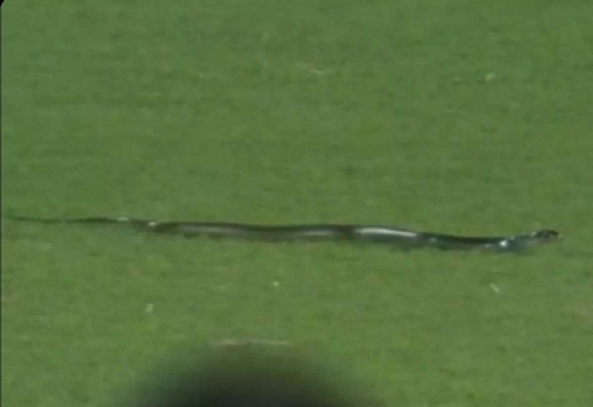 मैदान में घुसा जहरीला सांप, रोकना पड़ा भारत बनाम साउथ अफ्रीका का मुकाबला मैदान में घुसा जहरीला सांप, रोकना पड़ा भारत बनाम साउथ अफ्रीका का मुकाबला