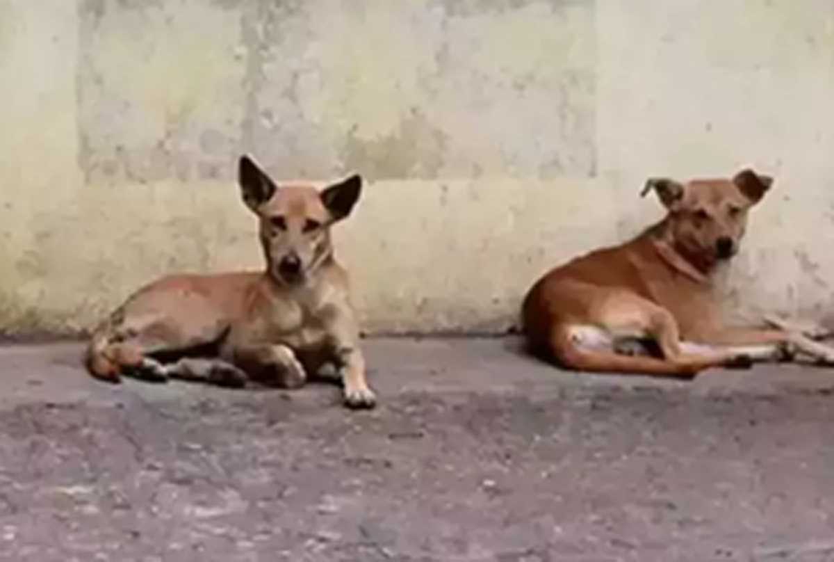 मेरठ में कुत्ते के काटने से लड़के की मौत, सहमे लोग