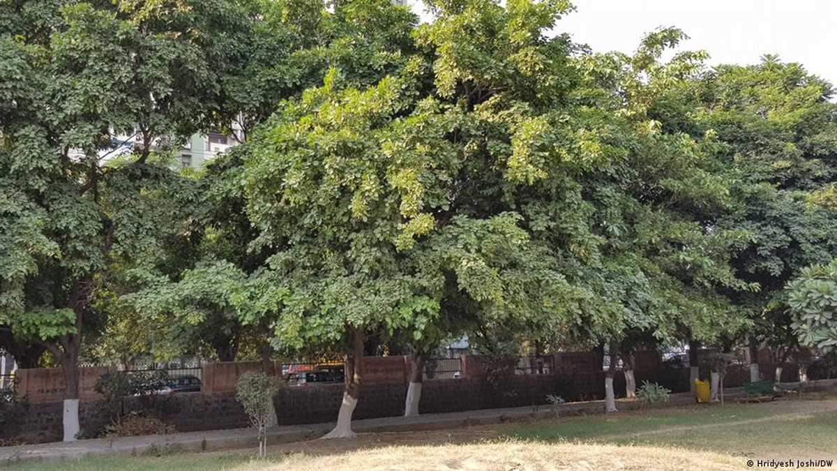 हाई कोर्ट ने कहा जंगल दिल्ली के फेफड़े हैं