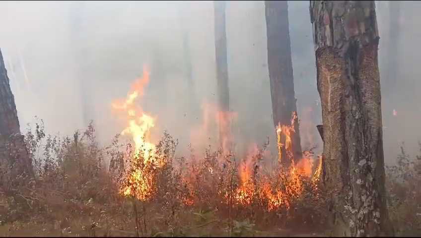 आग से जूझते जंगल आग से जूझते जंगल