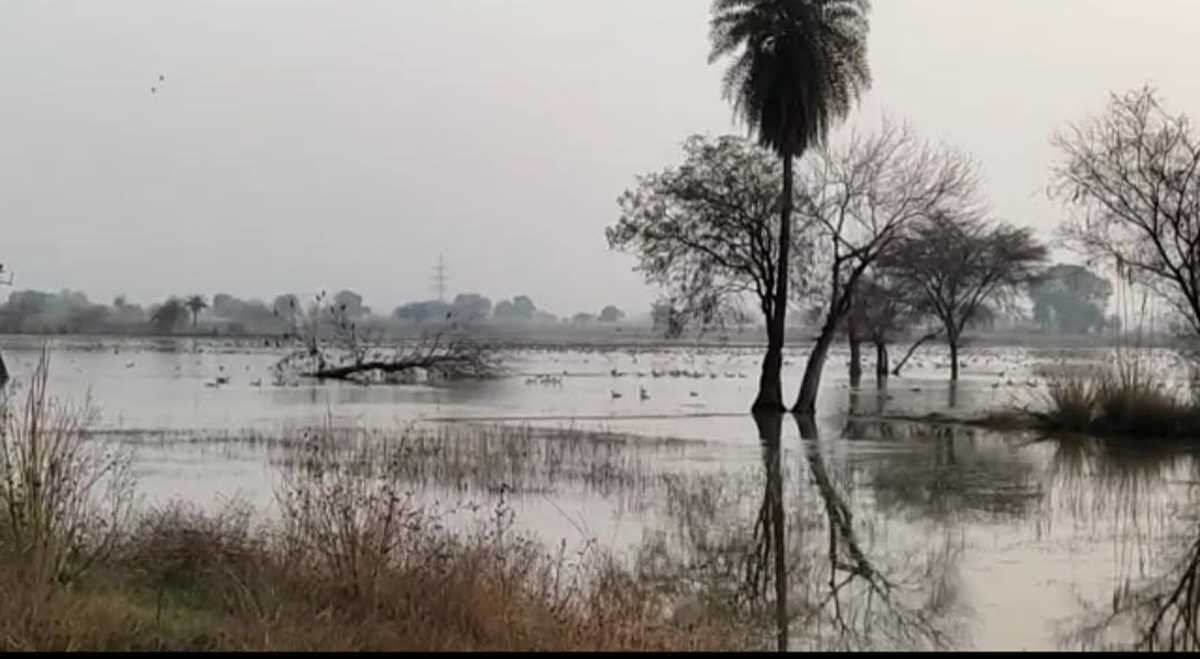 नाला बंद होने से तालाब बनी सैंकड़ो बीघा जमीन