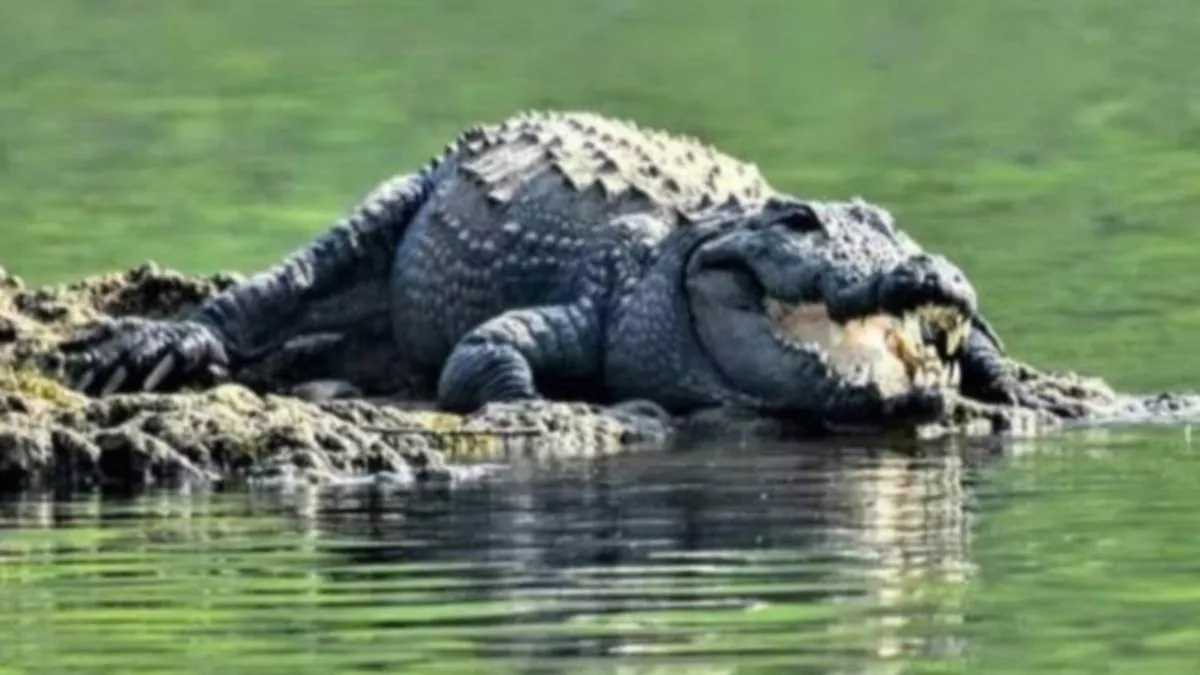पहली बार, मादा मगरमच्छ ने बिना नर के पैदा किया बच्चा