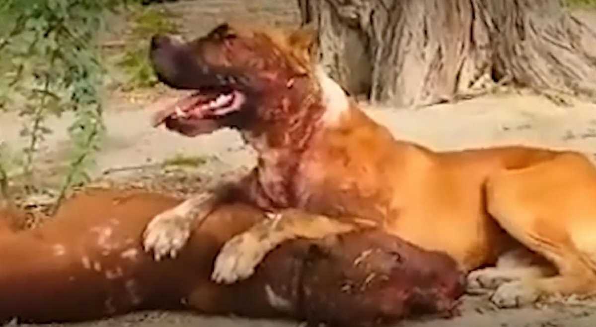 भारत में चोरी छिपे लड़ाए जा रहे हैं खूंखार कुत्ते, दांव पर लग रहे हैं लाखों