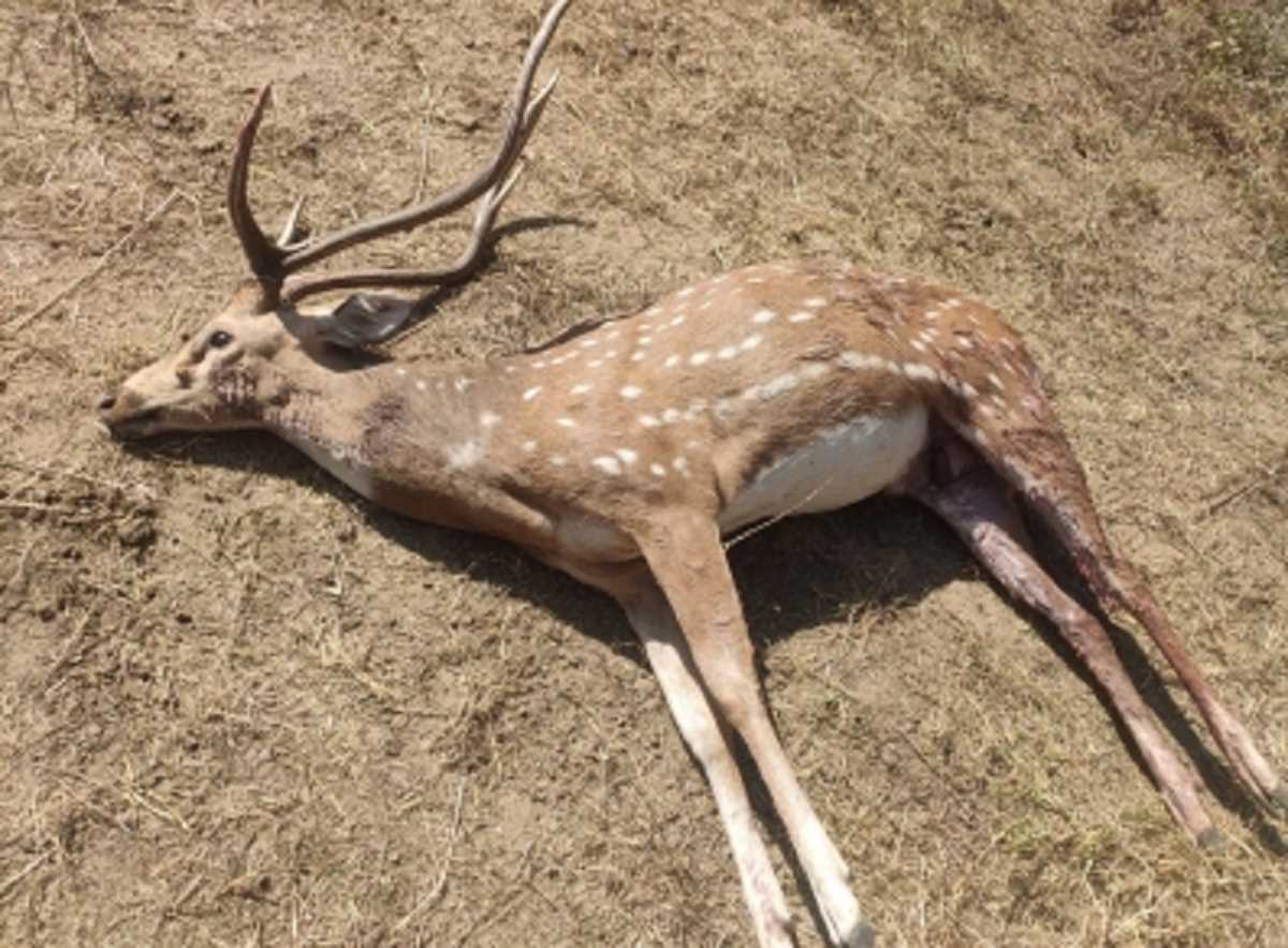 कोलंबो उपनगर में रेबीज से 25 हिरणों की मौत