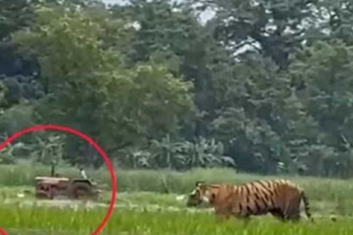 बाघ ने धान की फसल की रखवाली कर रहे किसानों पर किया हमला