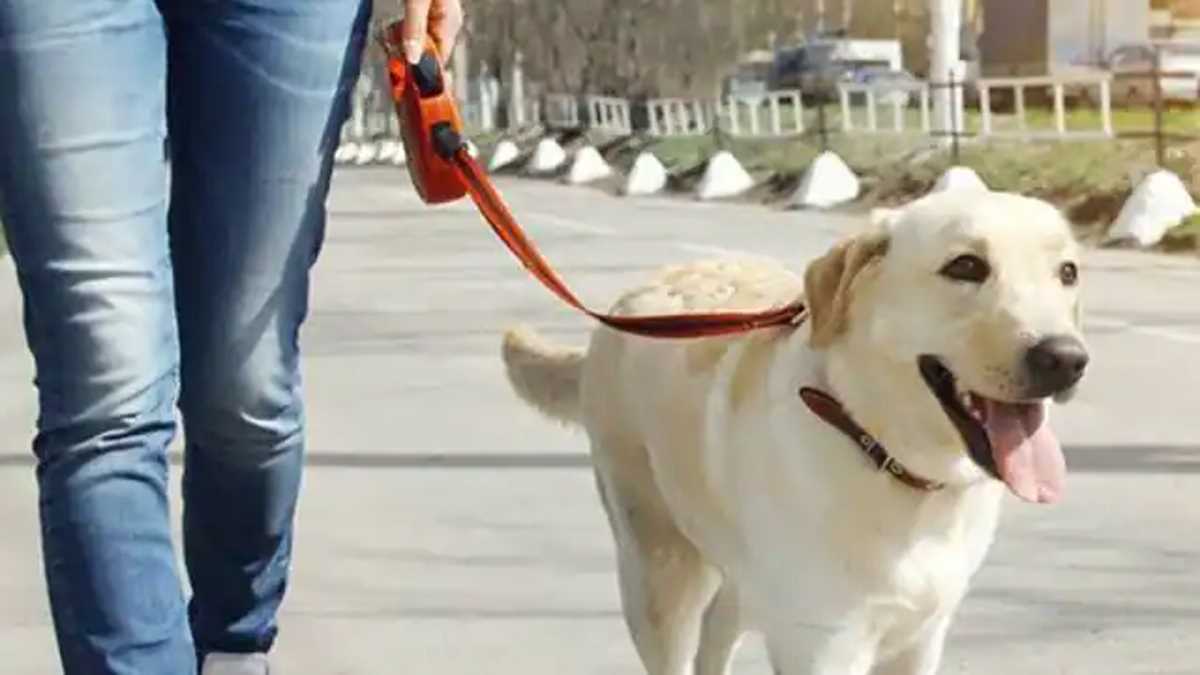 नोएडा में लागू होगी डॉग पॉलिसी