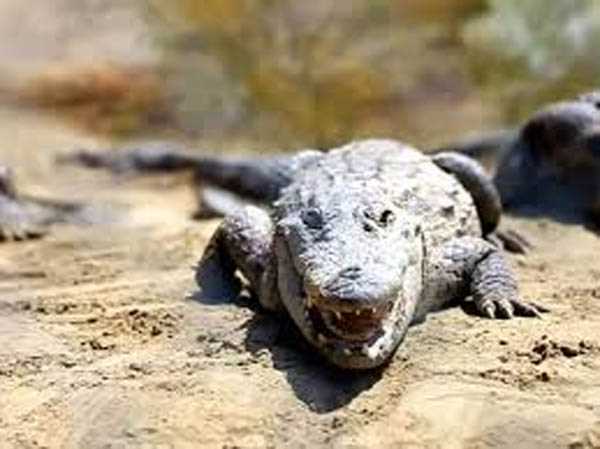 मगरमच्छ ने एक किशोरी को अपना शिकार बनाया