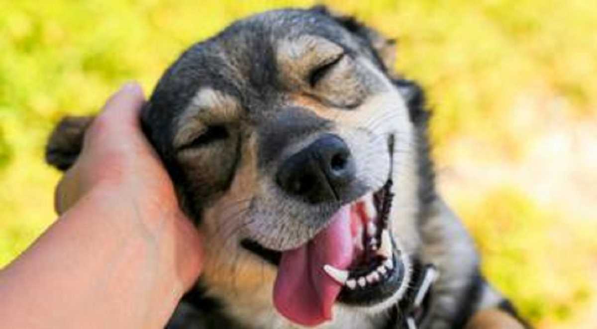 मालिक से फिर से मिलने पर छलक पड़ती हैं कुत्तों की आंखें मालिक से फिर से मिलने पर छलक पड़ती हैं कुत्तों की आंखें