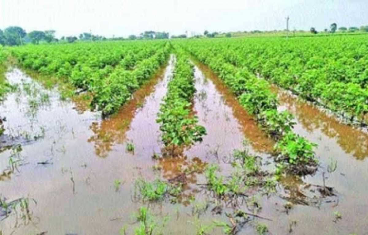 गुजरात सरकार की किसानों को सौगात, 630 करोड़ रुपये का राहत पैकेज