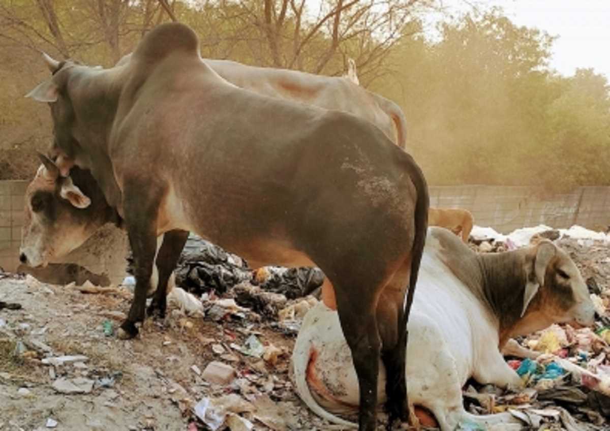 यूपी के बुलंदशहर में महिला को आवारा सांड ने उतारा मौत के घाट