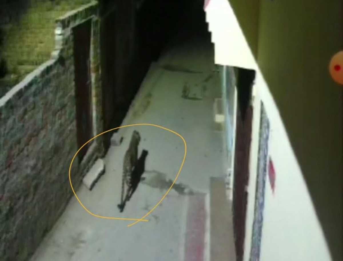 ग्वालियर के शहरी क्षेत्र में आया तेंदुआ, लोगों में दहशत ग्वालियर के शहरी क्षेत्र में आया तेंदुआ, लोगों में दहशत