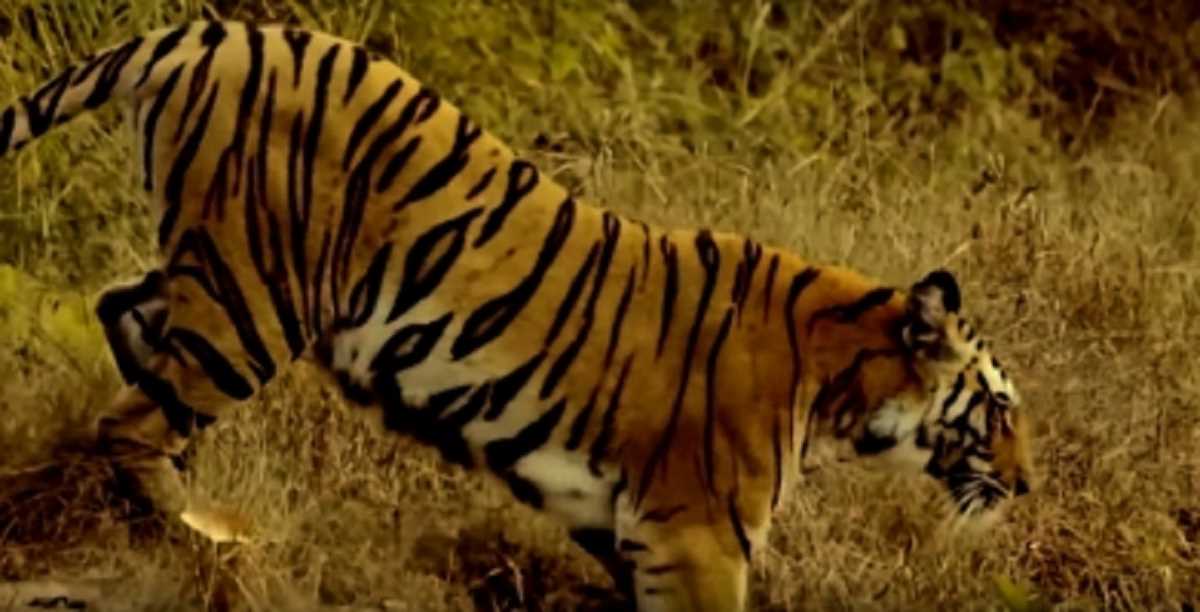 बिहार में आदमखोर बाघ का आतंक जारी, मां व बेटे को बनाया निशाना बिहार में आदमखोर बाघ का आतंक जारी, मां व बेटे को बनाया निशाना