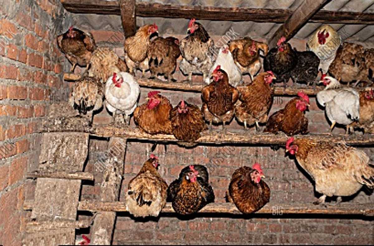 इंदौर में मुर्गा के घर में घुसने पर चले डंडे, मामला दर्ज