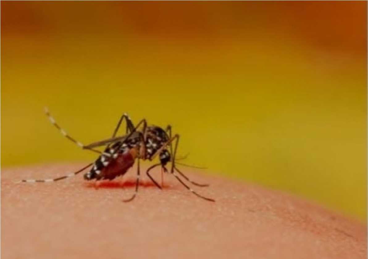 बाढ़ से हो सकता है डेंगू चिकनगुनिया मलेरिया पर सरकार निपटने को तैयार सौरभ भारद्वाज