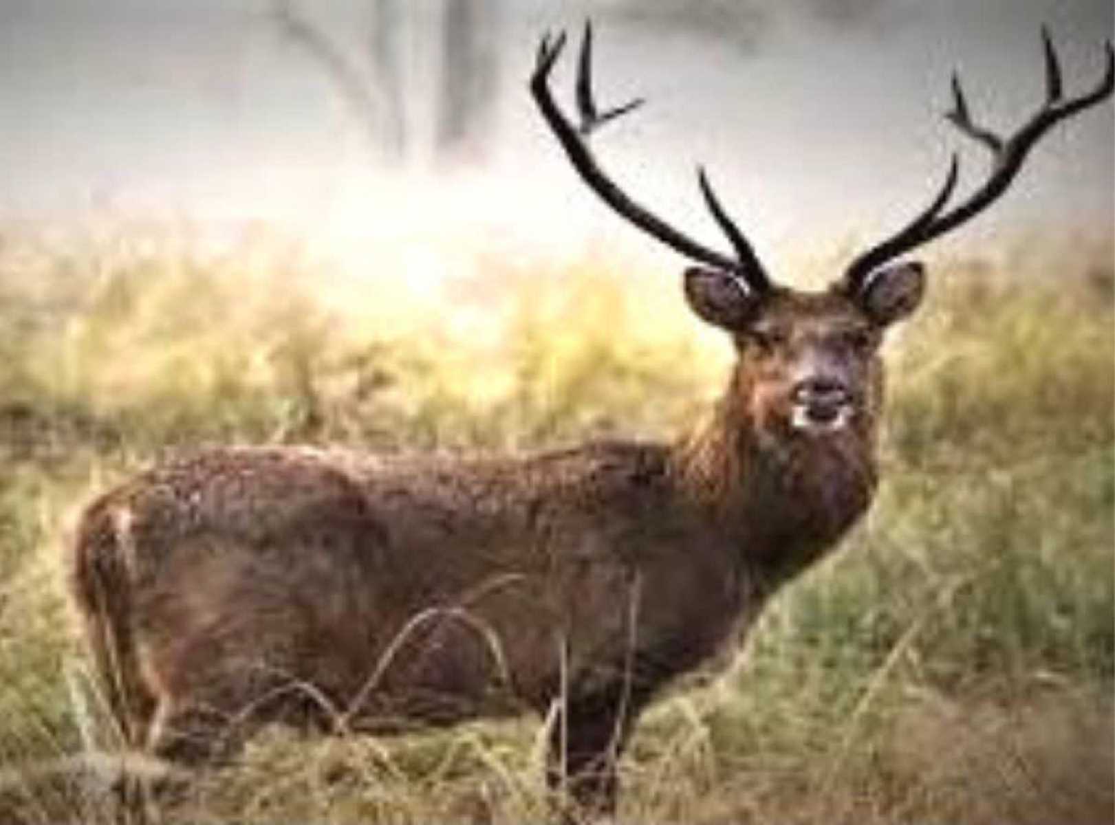 कोटा में गाड़ी की टक्कर से बारहसिंगा की मौत:सूचना मिलने के बाद भी काफी देर तक नहीं पहुंचे वन विभाग के कर्मचारी