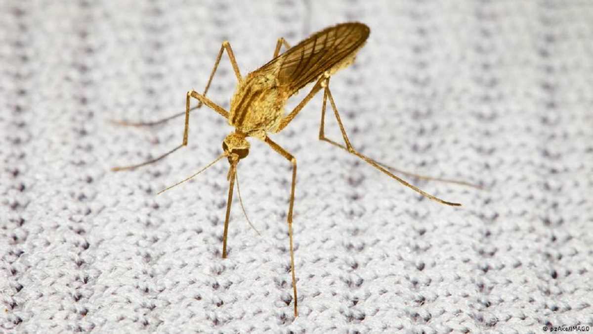 भारत में मलेरिया के मामले घटे, वैश्विक स्तर पर बढ़े