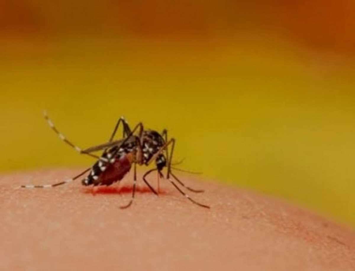 उत्तराखंड में डेंगू के मरीजों का आंकड़ा 500 के पार, देहरादून-हरिद्वार में तेजी से बढ़ रहे मरीज उत्तराखंड में डेंगू के मरीजों का आंकड़ा 500 के पार, देहरादून-हरिद्वार में तेजी से बढ़ रहे मरीज