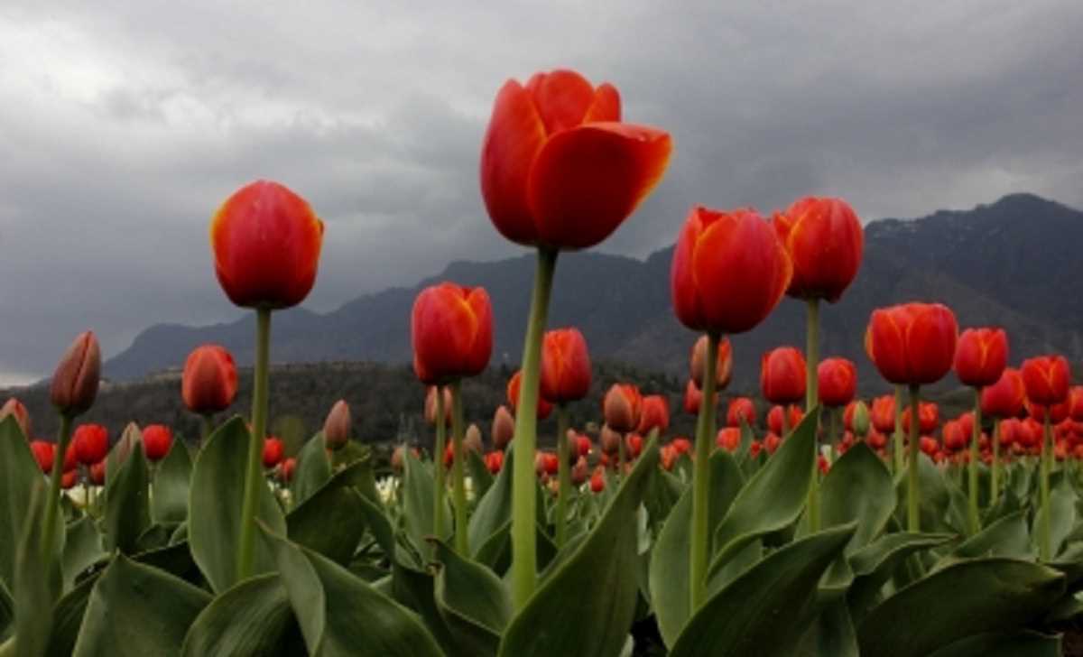 जम्मू-कश्मीर में हल्की बारिश की संभावना : मौसम विभाग