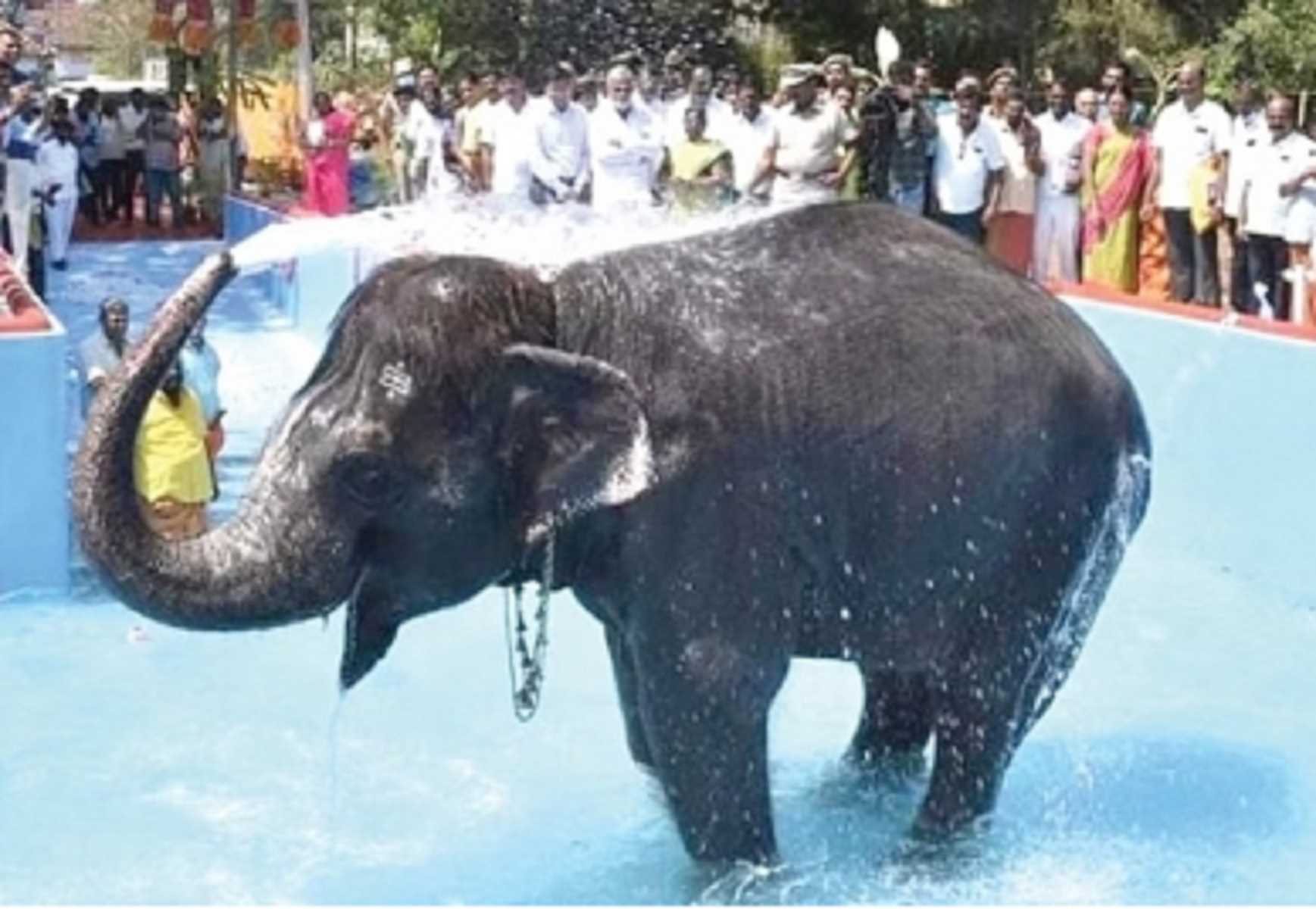 तमिलनाडु के अधिकारियों ने मंदिर के हाथी के लिए 50 लाख रुपए के स्नान पूल का निर्माण किया