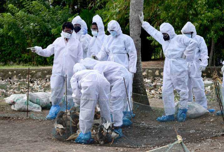 दिल्ली में मृत पाए गए कौवौं और बत्तखों की जांच में बर्ड फ्लू की हुई पुष्टि