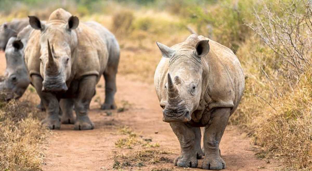 गैंडों का शिकार रोकने के लिए लगाए रेडियोएक्टिव चिप