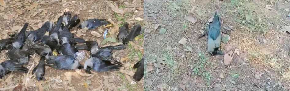 राजस्थान के पक्षियों में एवियन फ्लू की पुष्टि