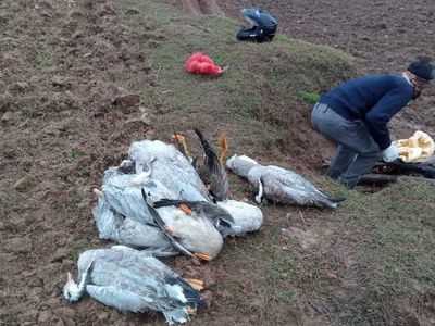 बर्ड फ्लू के कहर को देखते हुए नियंत्रण कक्ष स्थापित, होगी निगरानी बर्ड फ्लू के कहर को देखते हुए नियंत्रण कक्ष स्थापित, होगी निगरानी