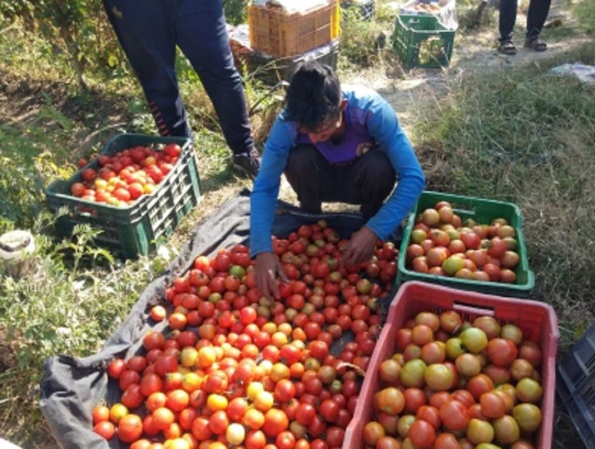 शिवपुरी में टमाटर का बंपर उत्पादन, किसान मुसीबत में