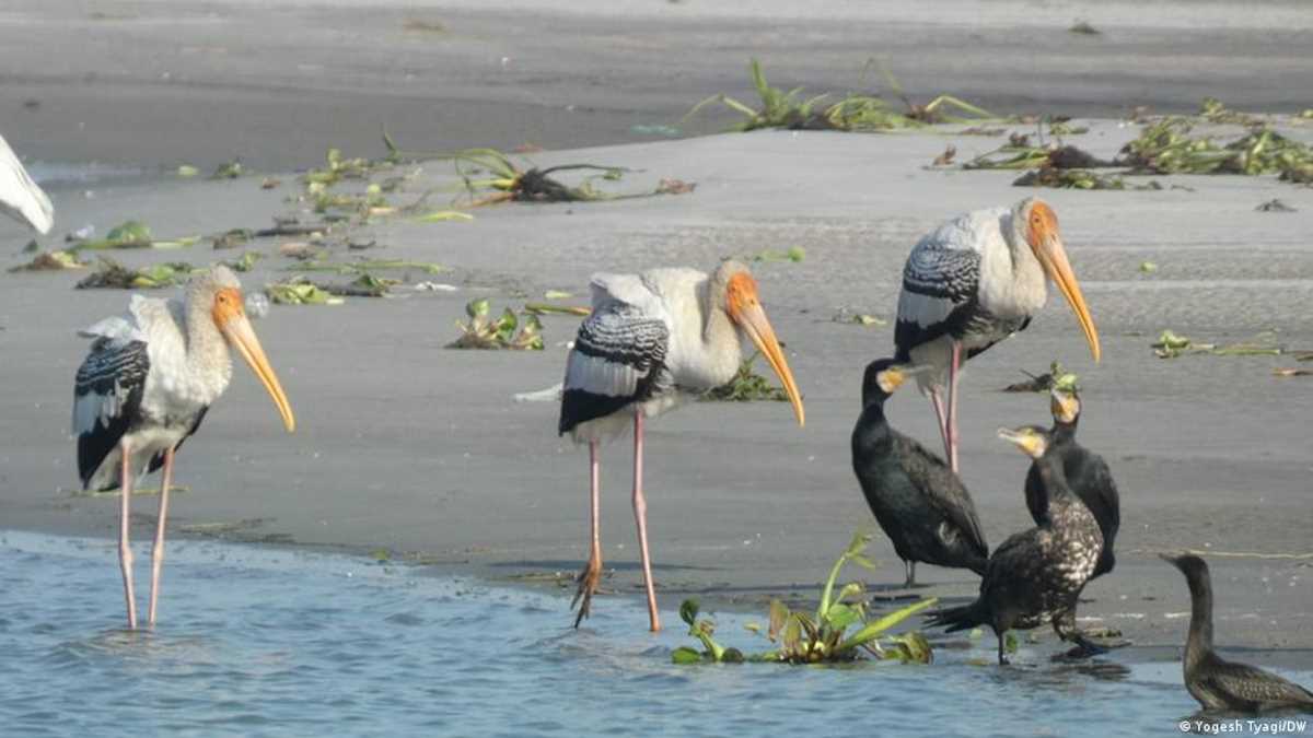 यूपी में समय से पहले ही हजारों प्रवासी पक्षी क्यों लौट गए?