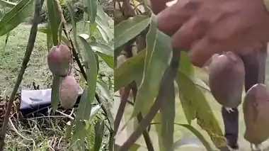 यूपी के सहारनपुर में 3.50 लाख रुपये किलो वाला आम, सीसीटीवी से होती है रखवाली