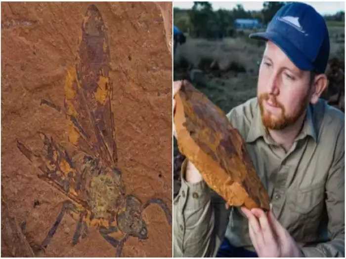 ऑस्ट्रेलिया के वैज्ञानिकों ने खोजा दुनिया का सबसे बड़ा पौधा ऑस्ट्रेलिया के वैज्ञानिकों ने खोजा दुनिया का सबसे बड़ा पौधा