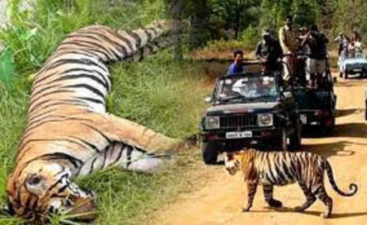 अंतरराष्ट्रीय बाघ दिवस पर कार्बेट पार्क में मिला बाघ का शव