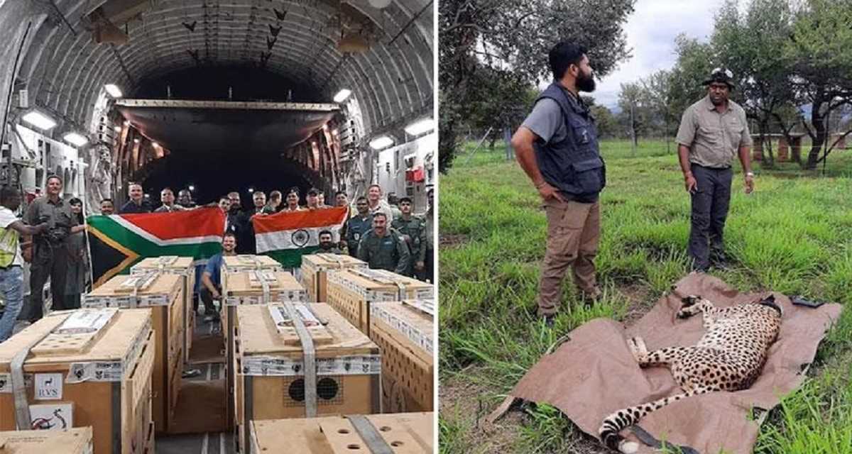 CM शिवराज ने कूनो राष्ट्रीय उद्यान में छोडे बारह दक्षिण अफ्रीकी चीते, संख्या बढ़कर बीस हुयी CM शिवराज ने कूनो राष्ट्रीय उद्यान में छोडे बारह दक्षिण अफ्रीकी चीते, संख्या बढ़कर बीस हुयी