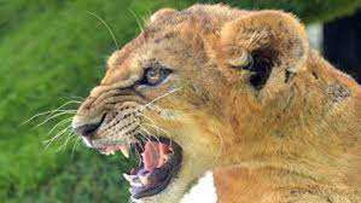 घाना के चिड़ियाघर में शेर ने आदमी को मारा