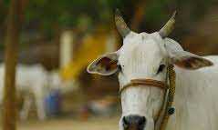 राष्ट्रीय पशु होगी गाय !