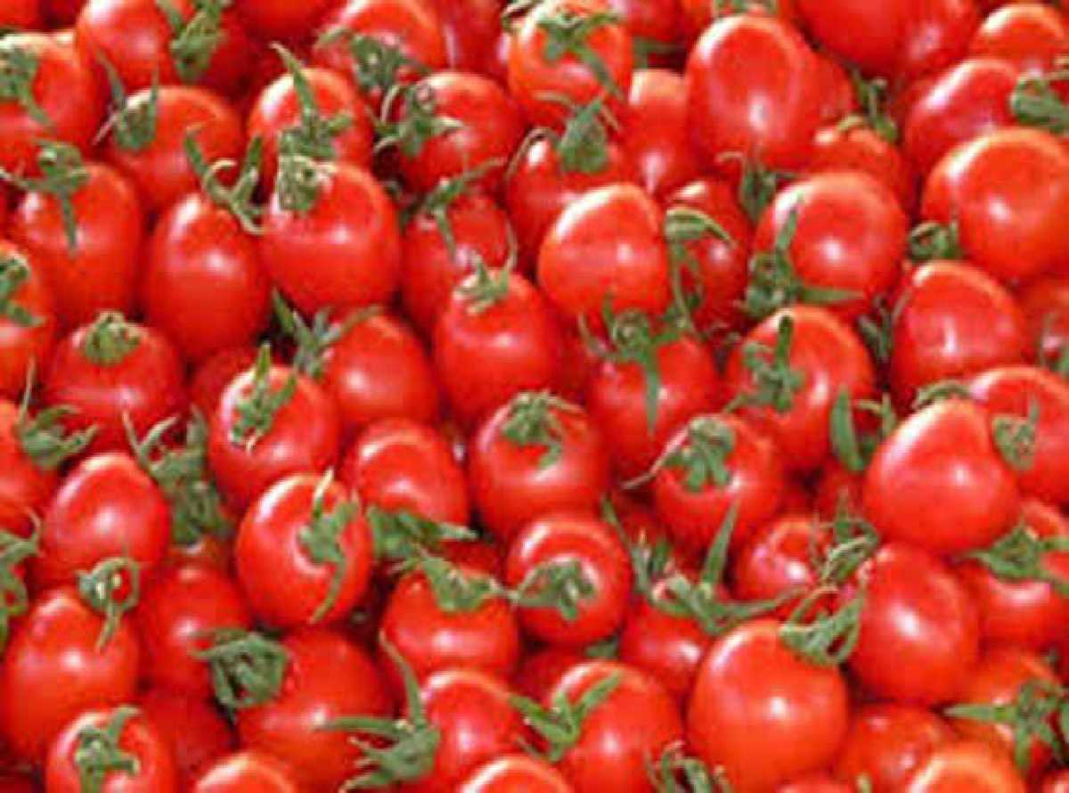 सरकार के हस्तक्षेप के बाद टमाटर की थोक कीमत घटी